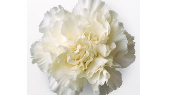 White Carnation