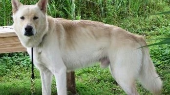 North Carolina man accused of stealing white dog from shelter, dyeing it purple