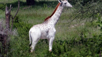 Extremely rare white giraffe spotted in Tanzania