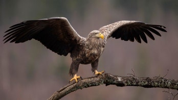 Wildlife photographer rescues a drowning eagle, for the second time