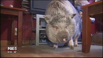 Family fights to keep therapy pig after health department intervenes