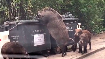 Giant pig caught on camera ravaging dumpster near school goes viral
