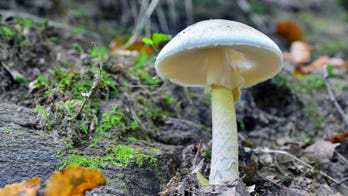 'Death cap' mushrooms sicken 14 in California