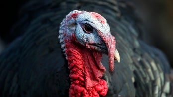 Native Americans cultivated wild turkeys long before first Thanksgiving