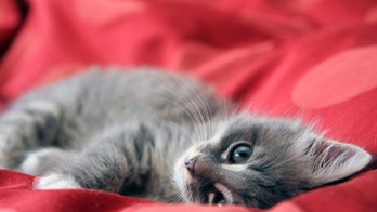 Vaccine Could Cure Cat Allergies