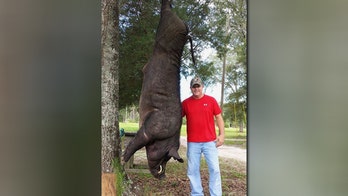 Alabama hunter shoots down 820-pound wild hog in front yard