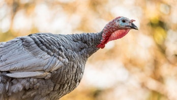 The best turkey-hunting gear for getting more gobblers