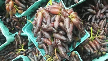 Everything you need to know about grapes