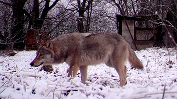 Four-year-old braves wolves, subzero Sibera to seek help for grandmother