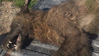 Strange wolf-like animal killed in Montana puzzles wildlife officials