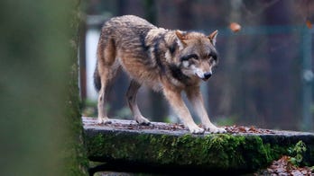 Carnivore comeback: Bears and wolves are thriving in Europe