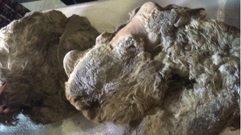 First ever remains of baby woolly rhino discovered in Siberia