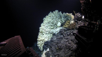 Supersponge the size of a minivan found near Hawaii