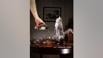 Scottish brewery releases $20,000 beer in taxidermy squirrel