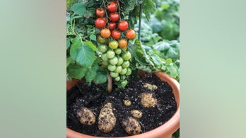 Grow ketchup and fries from the one hybrid plant