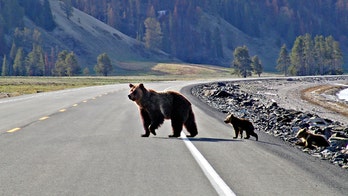Yellowstone guest asks park rangers to 'train' bears so guests can see them