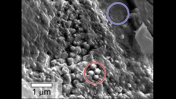 'Tunnels' and 'spheres' in meteorite revive debate over life on Mars