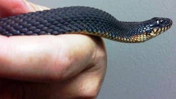 No boys allowed: Snake mom has 'virgin birth'