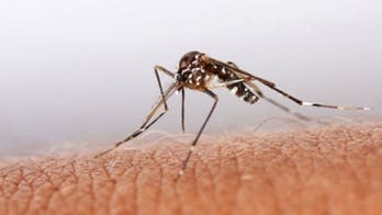 Brazil confirms more yellow fever cases; over 100 infected