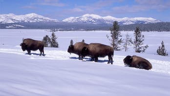 Discover the wonders of Yellowstone in winter