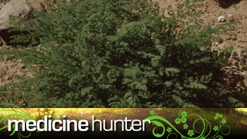 Mojo: There's an Herb for That