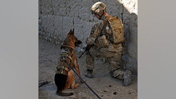 Troops betrayed as Army dumps hundreds of heroic war dogs