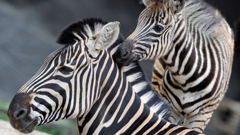 What are Zebra stripes really for?