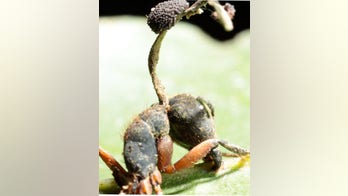 Zombie fungus makes 'sniper's alley' around ant colonies