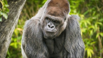 32-year-old gorilla has died at Cleveland zoo