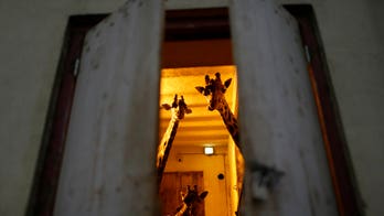 Animals still in cages a year after Buenos Aires zoo closure