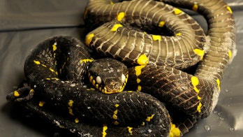 Zoo Knoxville investigates how 33 of its animals turned up dead