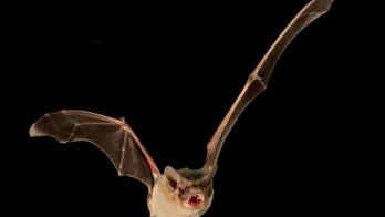 Record-breaking bats can fly as fast as 99 mph, study says