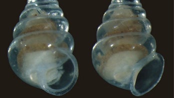Transparent snails & 'fairy' wasps: Top 10 new species revealed