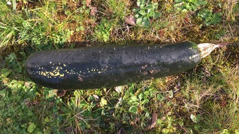 Fears squashed: Zucchini mistaken for WWII bomb in Germany
