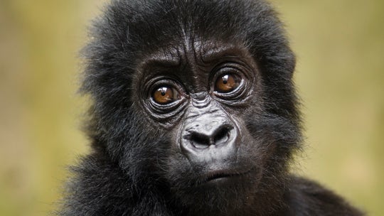 Robot 'spy' gorilla records wild Ugandan gorillas singing and farting