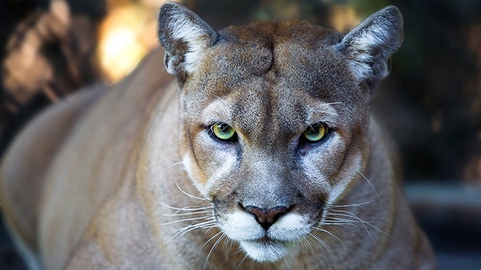 Third cougar captured amid city's coronavirus lockdown