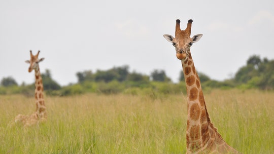 Australia zoo giraffes experience bubbles for the ‘first time’