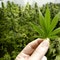 BLOWING SMOKE: Kellyanne Conway and Mark Penn on Biden’s weed pardon being ‘timed for the election’