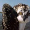 Osprey family of birds grab unexpected attention at World Championships in Eugene, Oregon