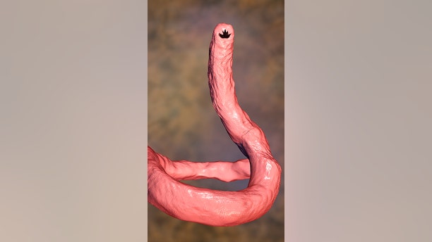 Parasitic hookworm Ancylosoma istock