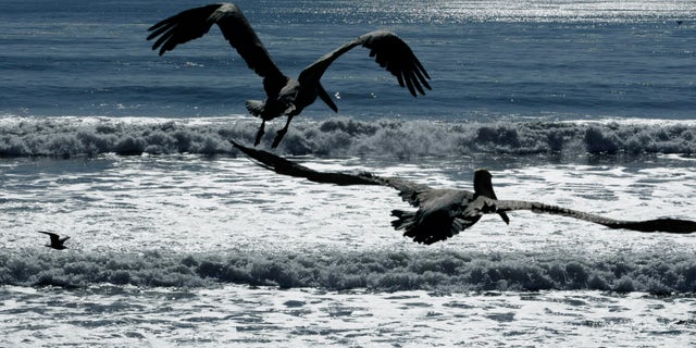 FILE - In this Feb. 10, 2010 file photo, California brown pelicans fly off after being released by the International Bird Rescue Research Center at the beach in San Pedro, Calif. Scientists and conservation groups are worried that the crash in West Coast sardine numbers that has forced cutbacks in commercial fishing is also hurting brown pelicans on the West Coast. The bird just came off the threatened species list four years ago. (AP Photo/Damian Dovarganes)