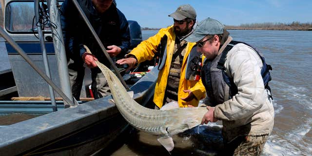 In this 2014 photo, rom left, Montana Fish, Wildlife and Parks employees Dave Fuller, Chris Wesolek, and Matt Rugg release a pallid sturgeon after taking blood samples from the fish.