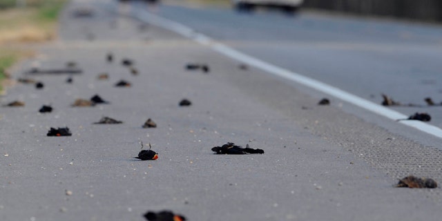 Jan. 3: Hundreds of dead birds lay along the side of the Morganza Hwy. in Pointe Coupee Parish, La., about 300 miles south of Beebe, Ark., where more than 3,000 blackbirds fell from the sky three days earlier.