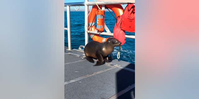 In this Saturday, Jan. 14, 2017 photo released by the U.S. Coast Guard Station Los Angeles, a sea lion hitches a ride on a US Coast Guard boat crew off the coast of Newport Beach, Calif.