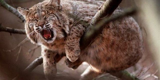 A bobcat in a tree at Wildlife Prairie Park in Peoria, Ill.