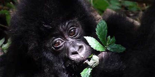 File photo -Baby gorilla Wathaut, from the Mapuwa family group of gorillas, is seen at the Virunga National Park, near the Ugandan border in eastern Congo.