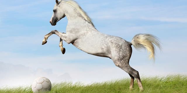 arabian stallion rears