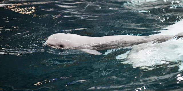 This Sunday May 10, 2015 photo provided by Georgia Aquarium, shows a beluga whale calf swimming close to her 20-year-old mother, Maris, in the first few hours after birth at Georgia Aquarium in Atlanta. The young beluga calf, heralded as a milestone for whales born in captivity, has died. The Georgia Aquarium says the female calf, not yet a month old, died Friday, June 5, 2015, next to her mother. When the whale was born May 10, aquarium officials called it the first "viable calf" to be delivered from parents who were born in captivity. Aquarium spokeswoman Jessica Fontana says preliminary tests show that the calf may have had gastrointestinal problems and difficulty digesting nutrients. Officials say a necropsy will be conducted, but the calf's exact cause of death may never be clear. (Georgia Aquarium via AP)