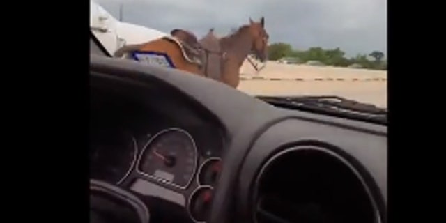 A viral video showed drivers in Houston capture a horse that was running in the middle of the highway.