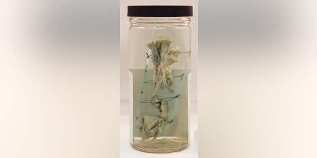 Feb. 3, 2016: A piece of turtle meat is preserved in a glass jar in this photo provided by the Yale Peabody Museum of Natural History in New Haven, Conn.